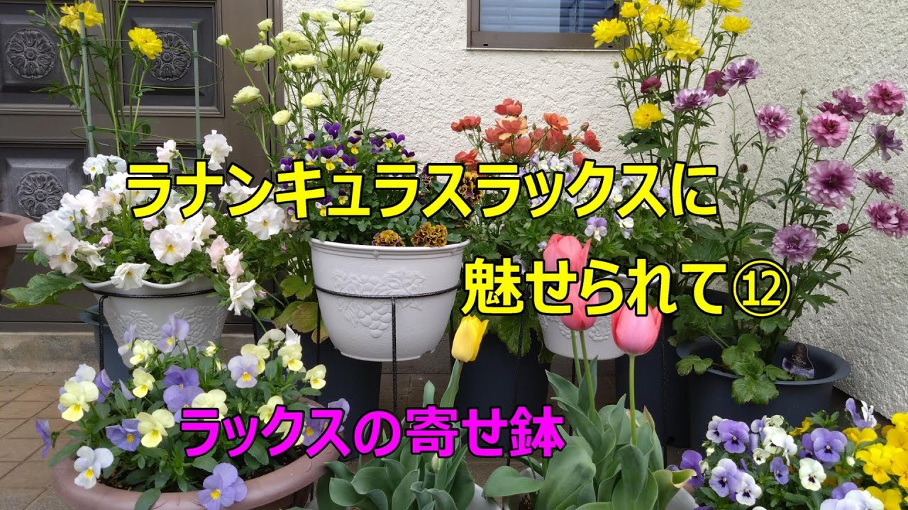 ラナンキュラスラックスに魅せられて⑫ ラックスと寄せ鉢 開花しました