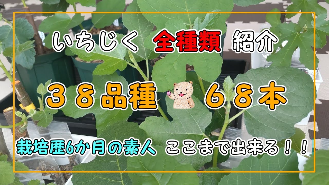 いちじく】38品種・68本の紹介 挿木や鉢植え 珍しい品種も！！ - YouTube