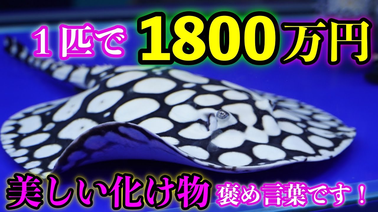 The world's highest price of 18 million yen, a super beautiful