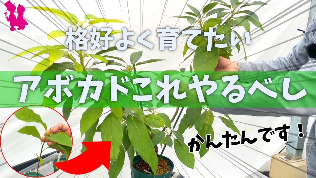 簡単】アボカド種から初めての切り方をプロ生産者が実演解説(剪定