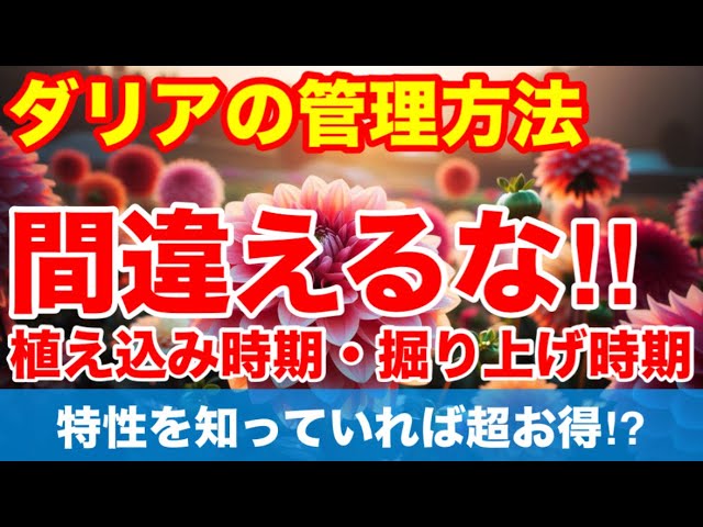 ダリアの株分】株の掘り上げ時期、球根の植え付け時期を説明します