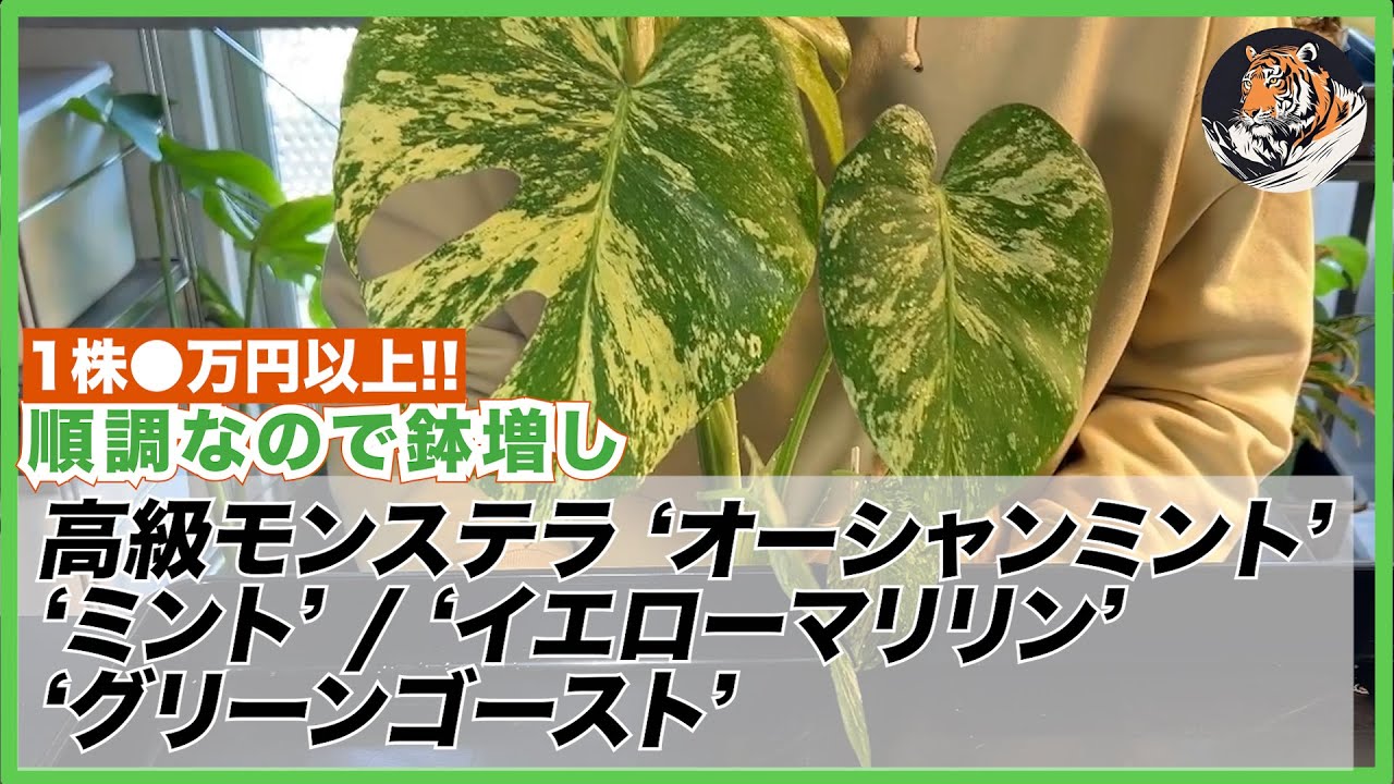 モンステラ】デリシオーサ・ミント、オーシャン感のないオーシャン