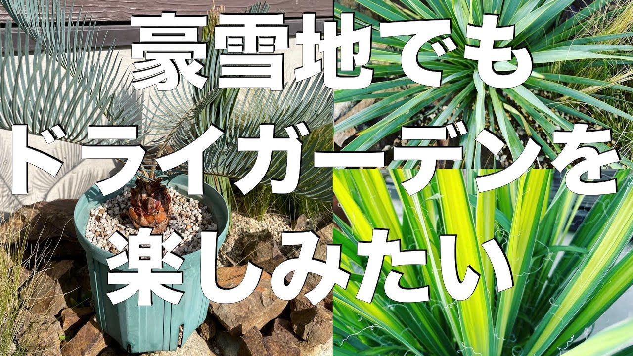白馬でアガベ・ユッカ・ソテツ ドライガーデン冬管理 - YouTube