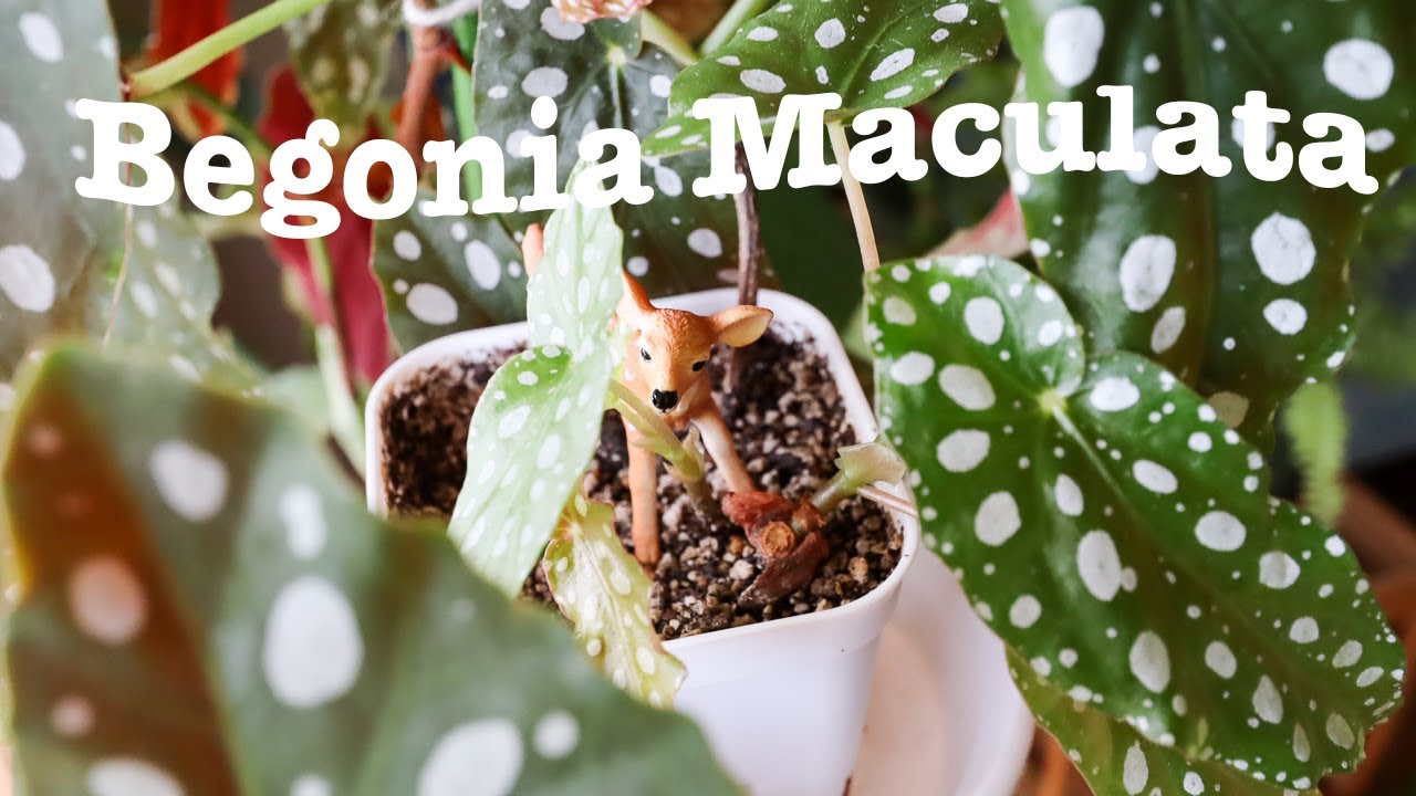 ベゴニア・マクラータの育て方・増やし方 挿し木で増やすコツ How to