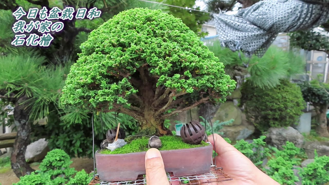 盆栽日和 自慢の石化檜 盆栽展示会に向けて - YouTube
