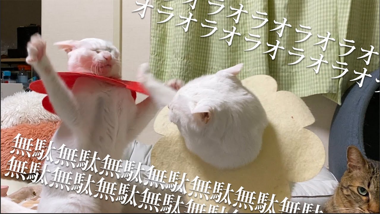 猫パンチの3つの意味 【2021年】SNSで話題の最新動画や画像もご紹介