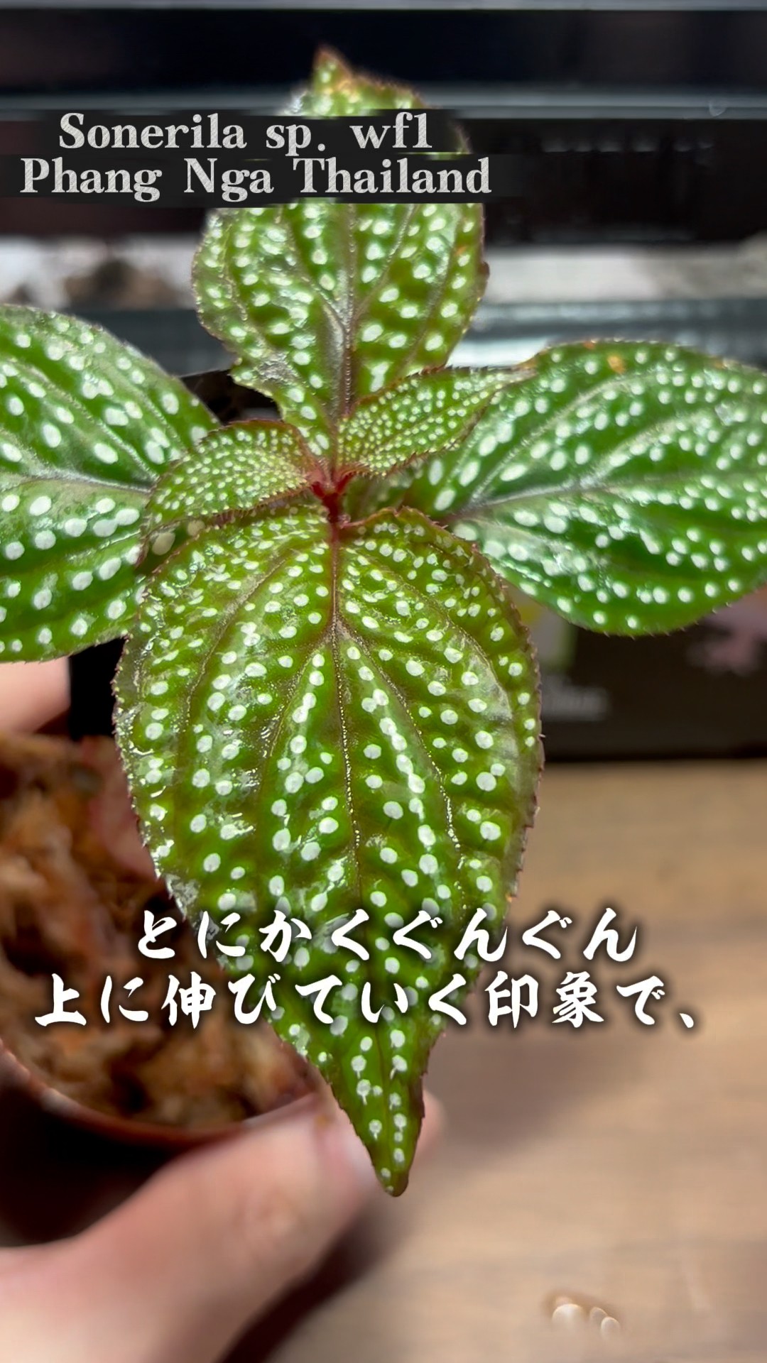 Introducing today's plant! Part 5 This time it's a flashy plant