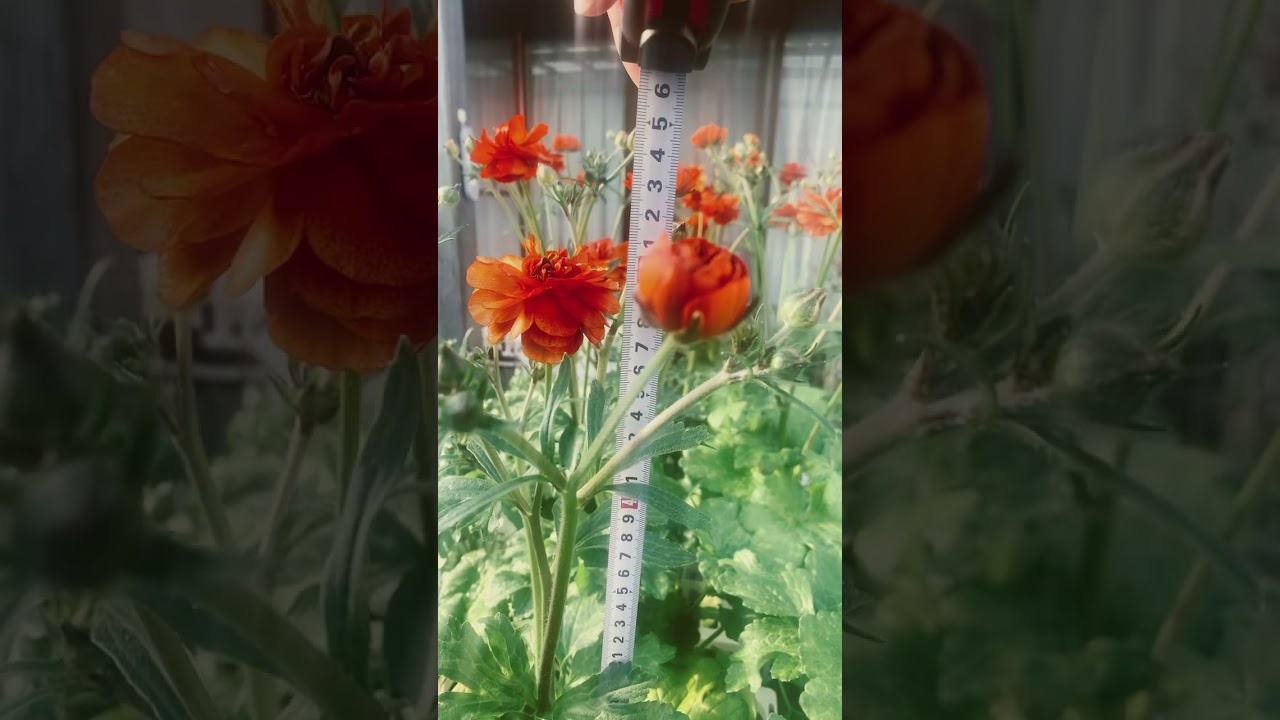 ラナンキュラス ラックス】ミノアン3.5号 | はなそうにんオゼジュン