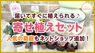 多肉植物】寄せ植えセット販売中！届いてすぐ植えられる♪箱庭も