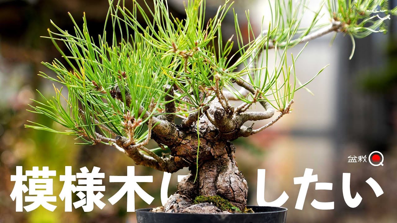 畑育ちの太い赤松を小品の模様木にしたい！【盆栽Q】#1 - YouTube