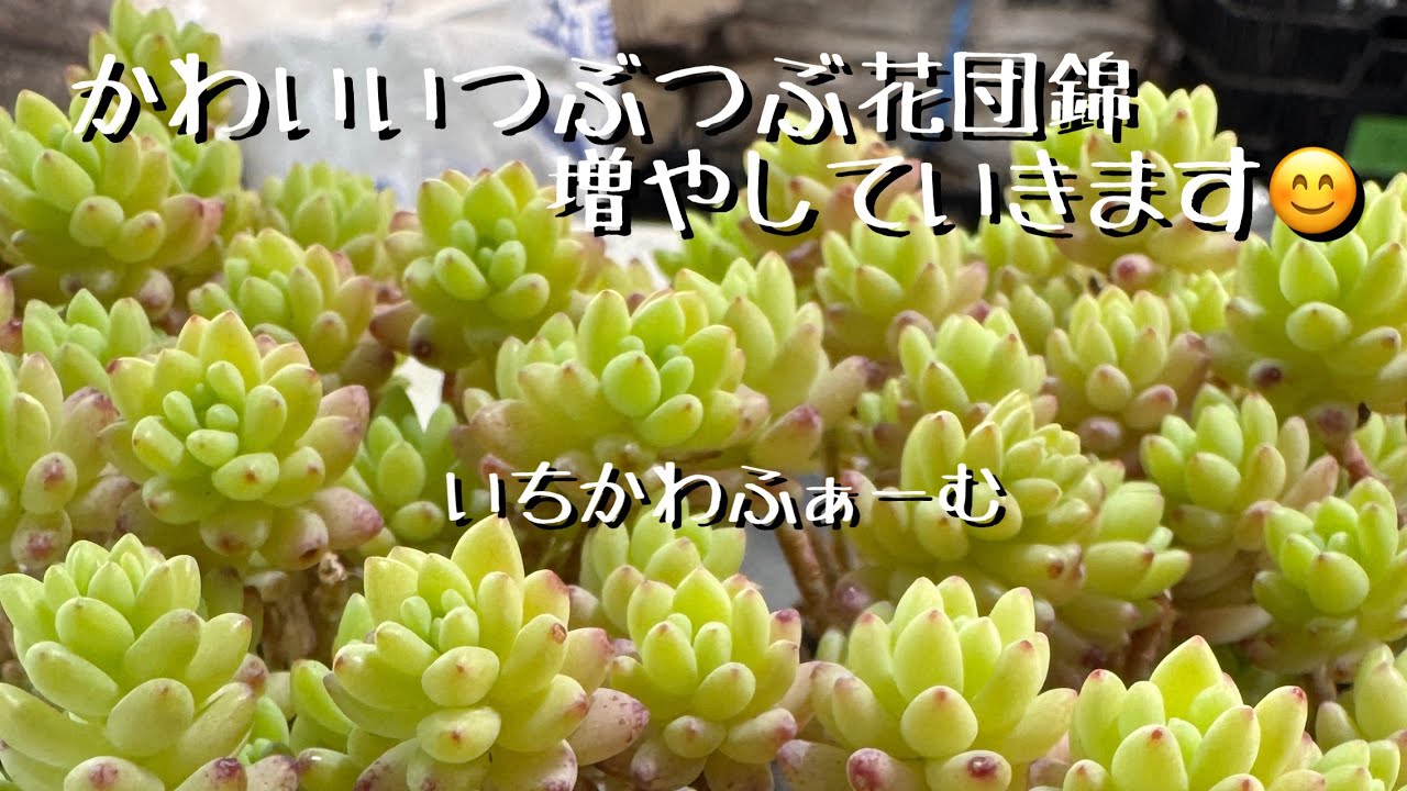 We will increase the number of Hanadan Nishiki 😊 - YouTube