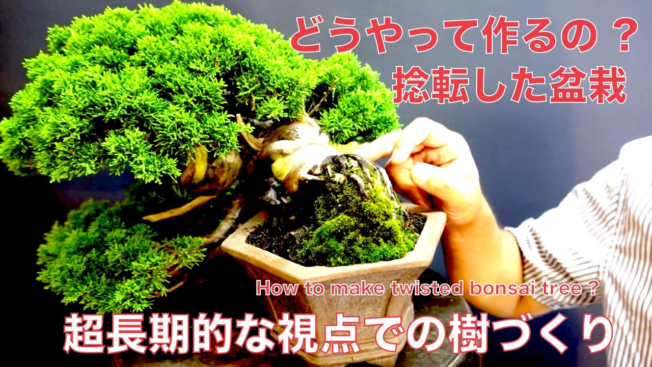捻転する真柏ってどうやって作るの ? 盆栽生産の歴史 - YouTube