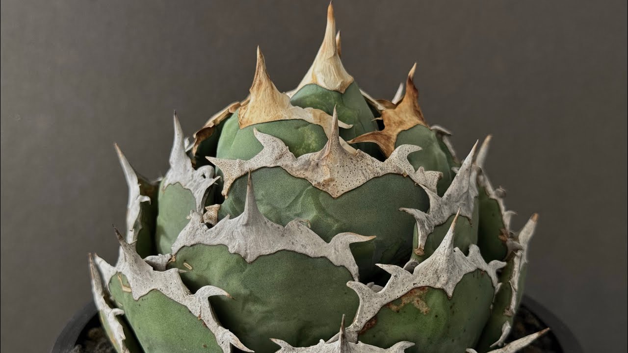 アガベ・チタノタ 烈焔（ボールタイプ）特大-029｜agave titanota