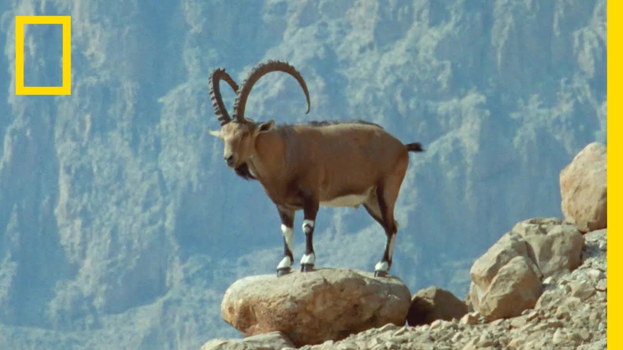 崖の上のヌビアアイベックス | ナショジオ - YouTube