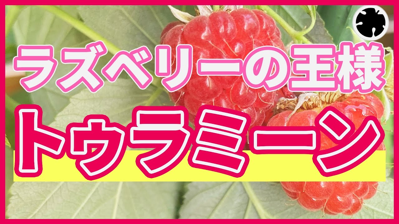 Tulameen] Super sweet raspberries! 