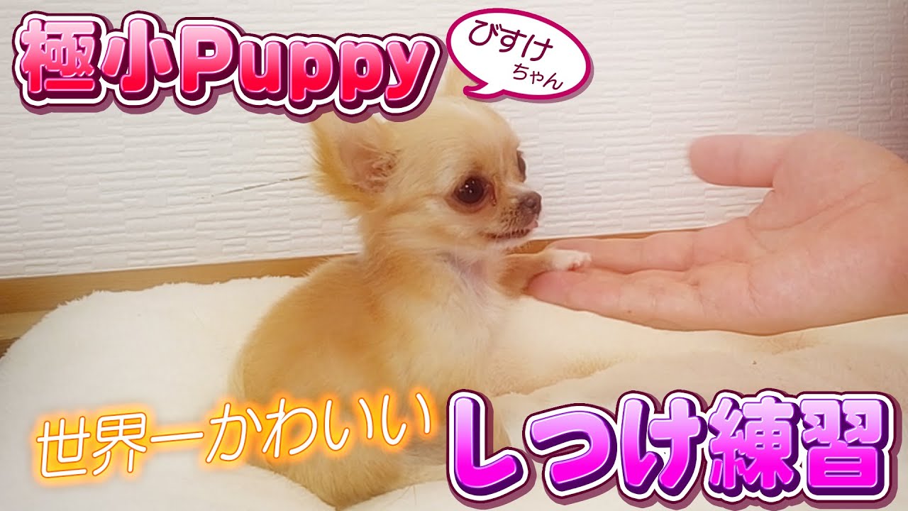 Chihuahua] Tiny puppy Bisuke's super cute training practice [Tiny