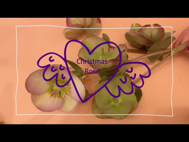 樹脂粘土クレイフラワー【花の観察】クリスマスローズ - YouTube