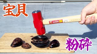 A jewel-like shellfish that can only be eaten if crushed - YouTube