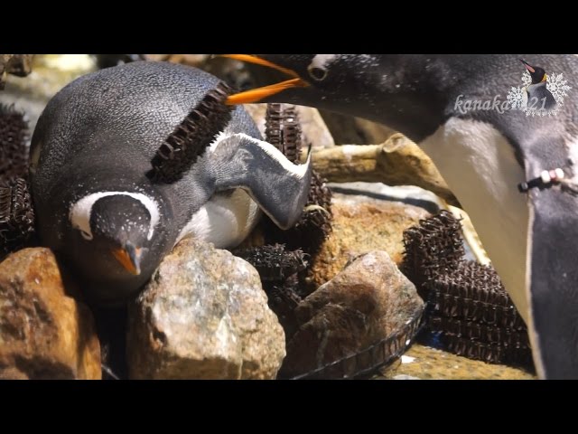 海響館 色々間違っているジェンツーペンギン - YouTube