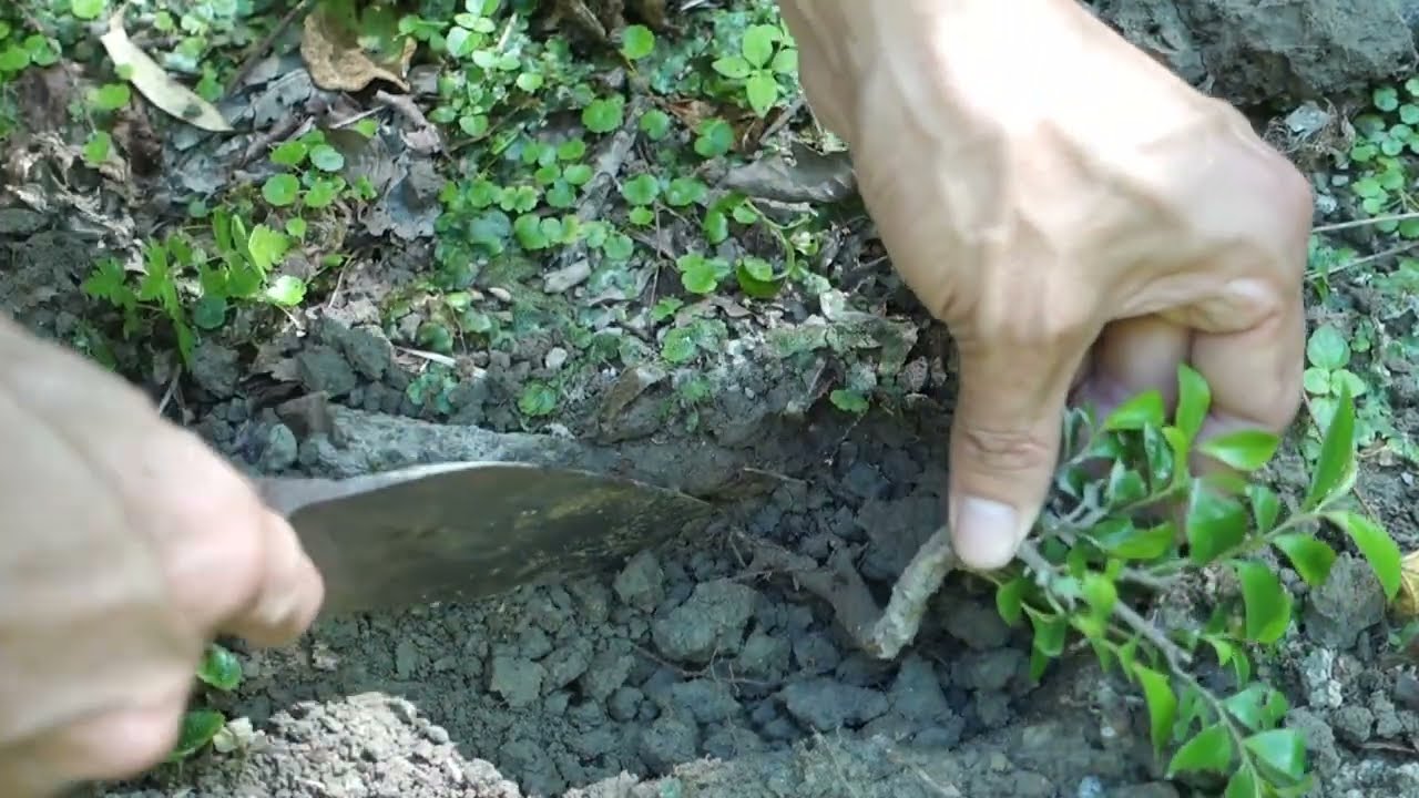 裏山からヒサカキの苗木を山採り ♯573 - YouTube