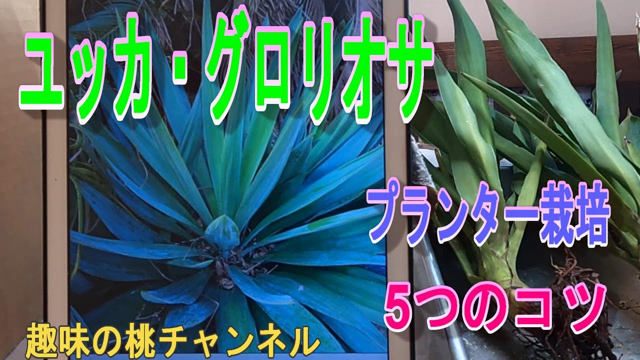 ユッカ・グロリオサ】プランター栽培 5つのコツ 24/9/12 - YouTube