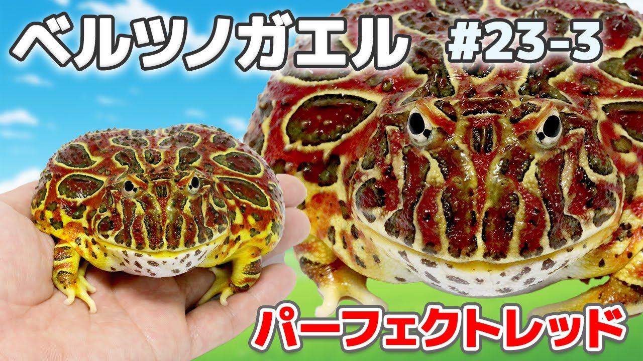 ベルツノガエル 個体別販売ページ 厳選個体 #23-3】ツノガエルの