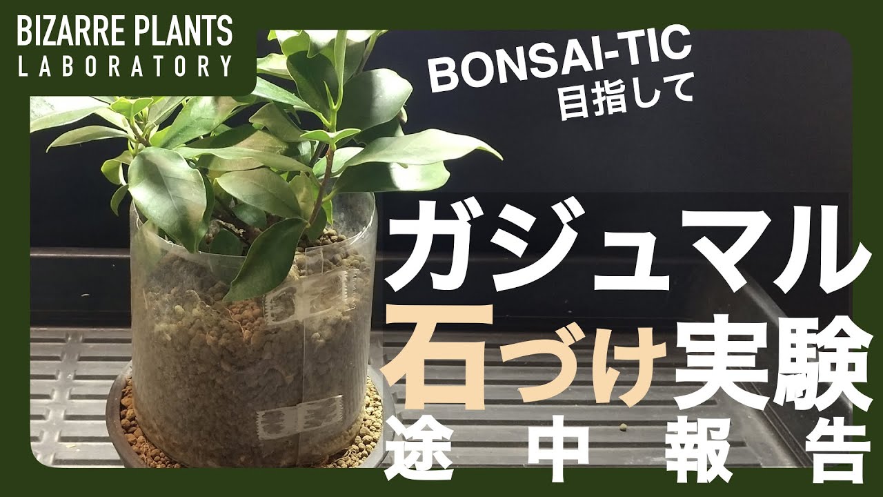 ガジュマル】石づけして盆栽チックにしたい動画 冬前の途中報告