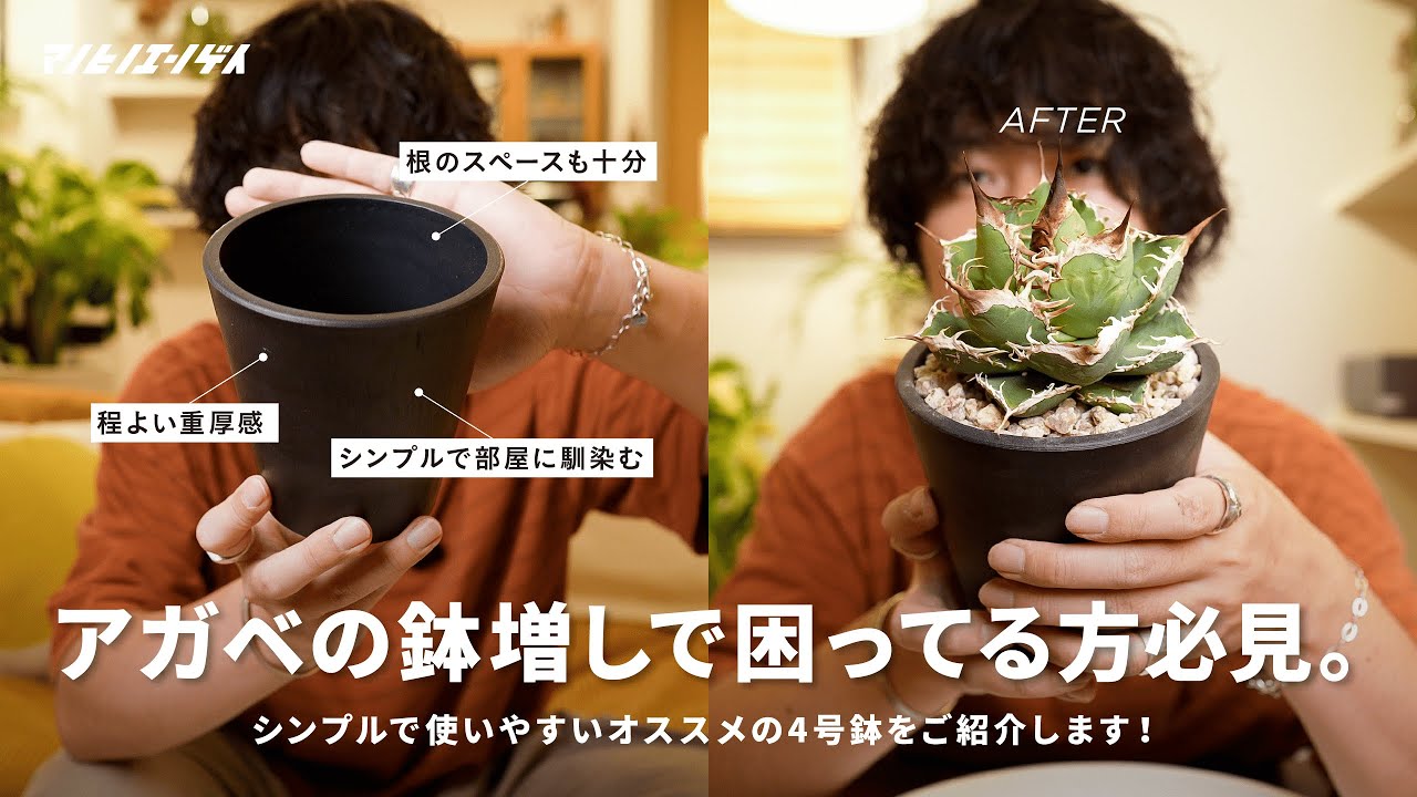 アガベの鉢増しでお困りの方必見！最適な鉢見つけちゃいました｜agave