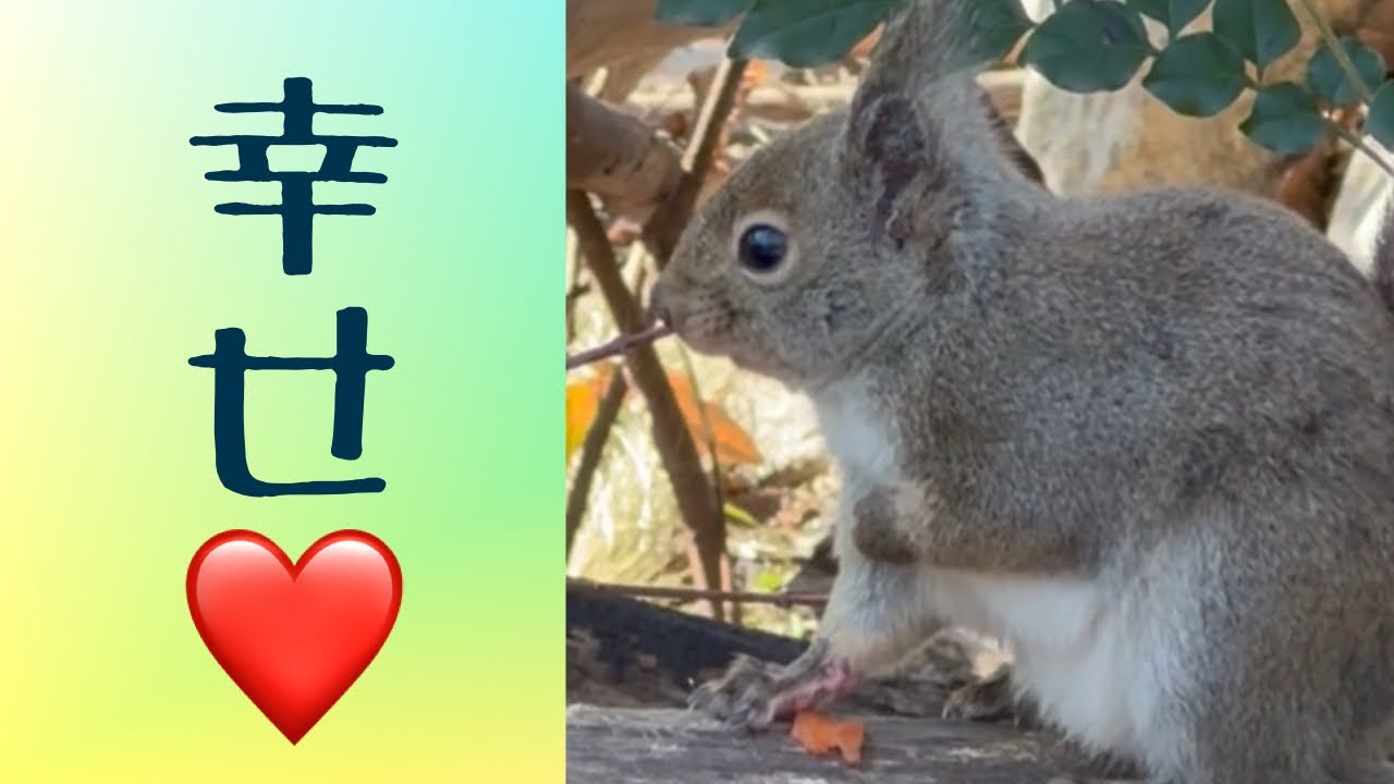 ひたすら可愛いニホンリス🐿️ Japanese squirrel - YouTube
