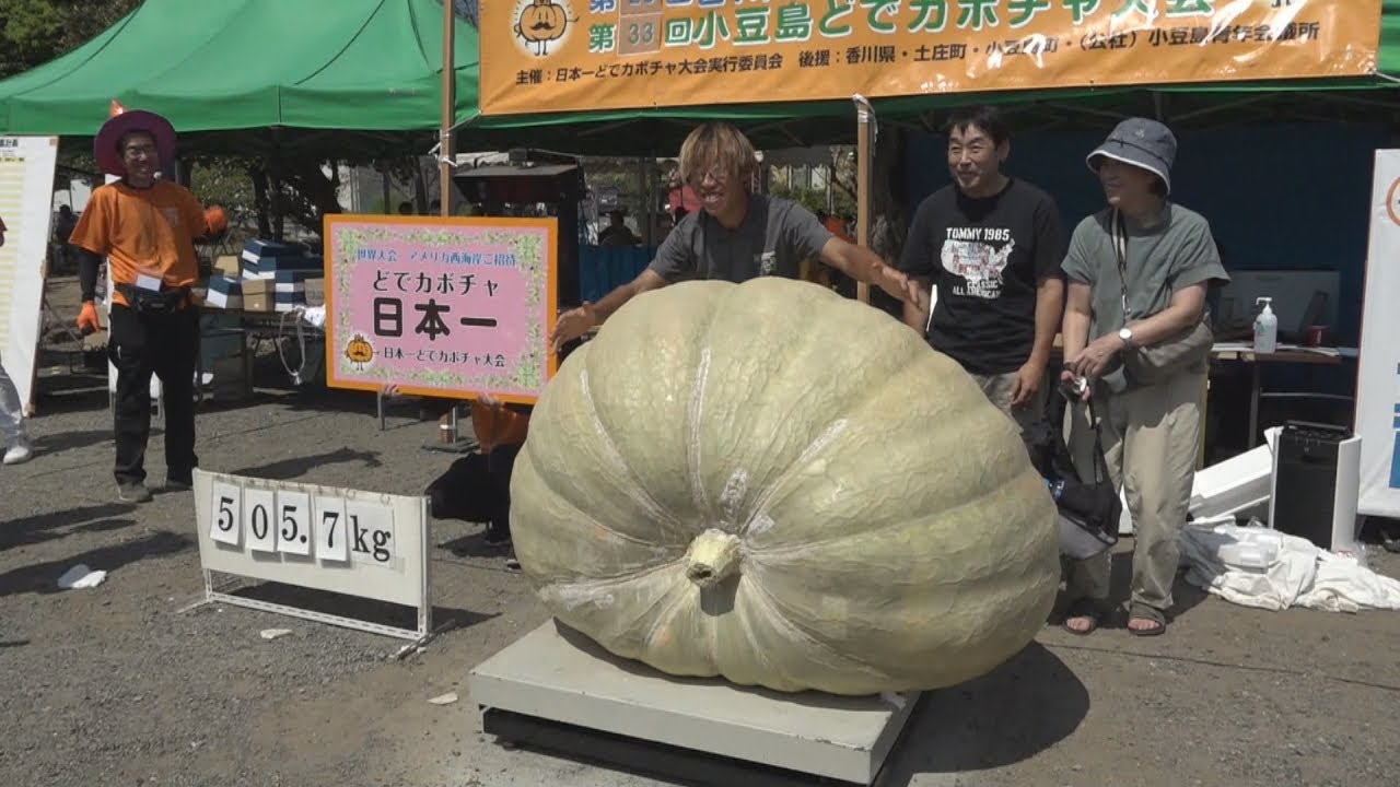 500kg超の巨大なカボチャも 香川・小豆島でカボチャの重さ日本一が決定