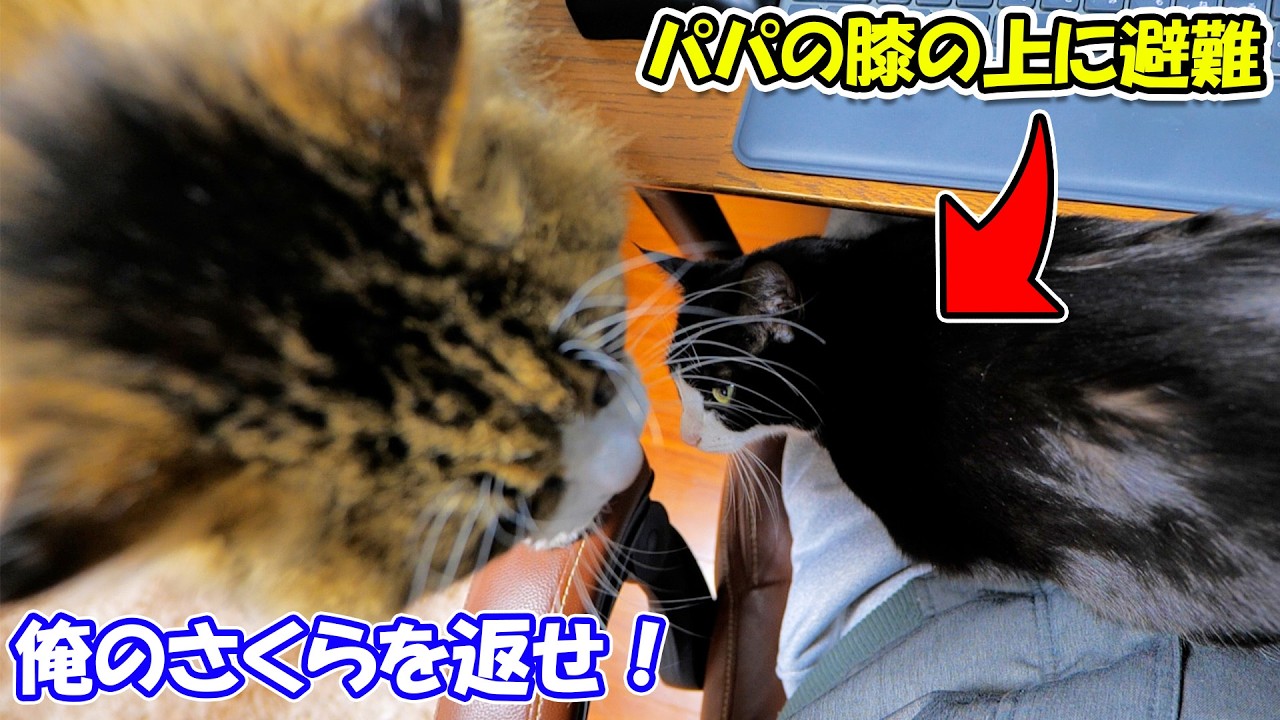 Sakura acts so sweet on my lap, then goes 