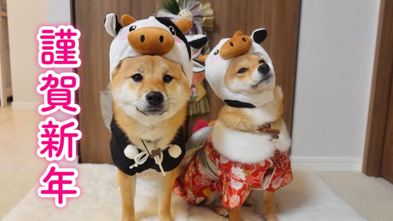Happy New Year 2021☆Shiba Inu New Year☆ - YouTube