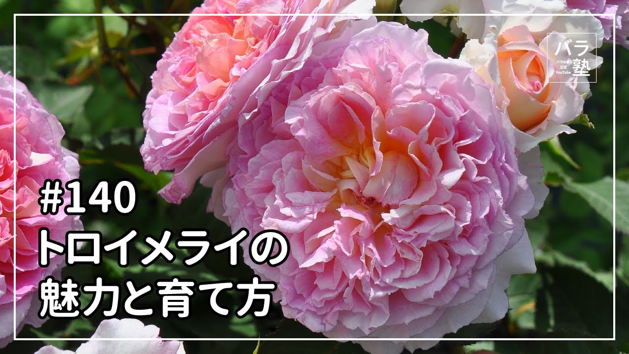 バラ苗【中苗】トロイメライ 国産苗 6号鉢植え品［農林水産省 登録品種
