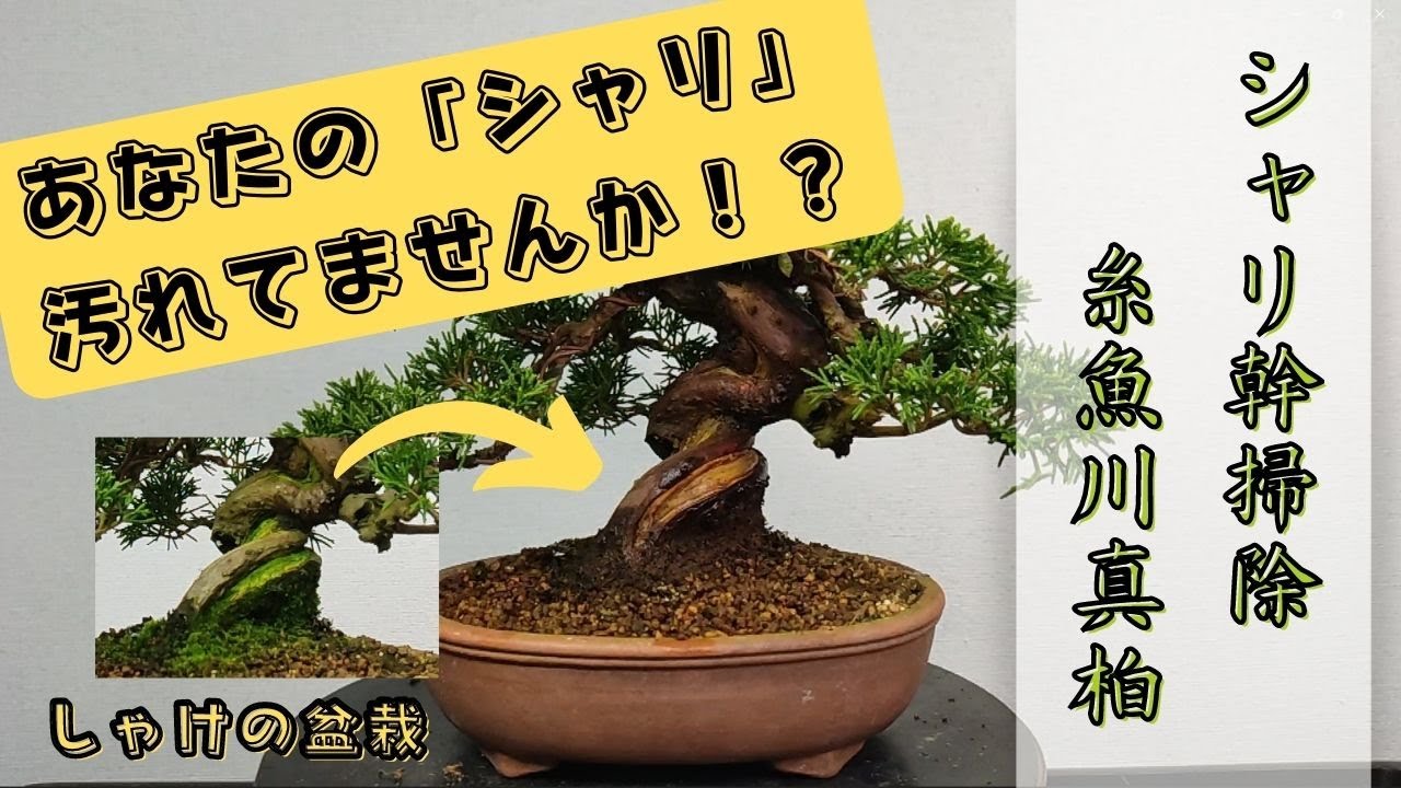 あなたの盆栽のシャリは綺麗ですか？】糸魚川真柏シャリ掃除【しゃけの
