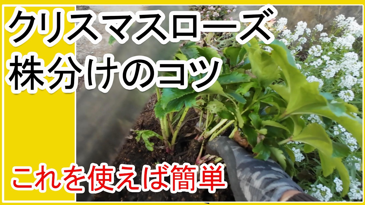 クリスマスローズ 現状蕾 極小輪 株分け前提 クリスマスローズ 現状蕾