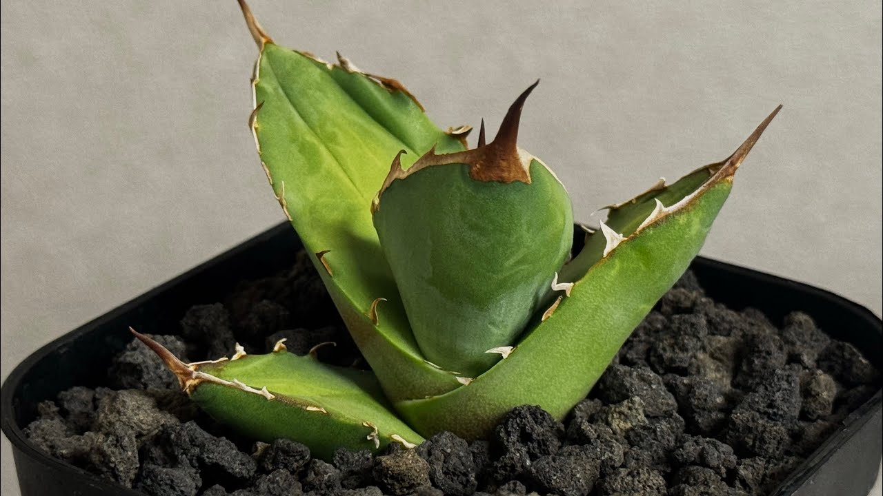 アガベ・チタノタ 白犀牛（芽）-004｜Titanota white rhino | Plus