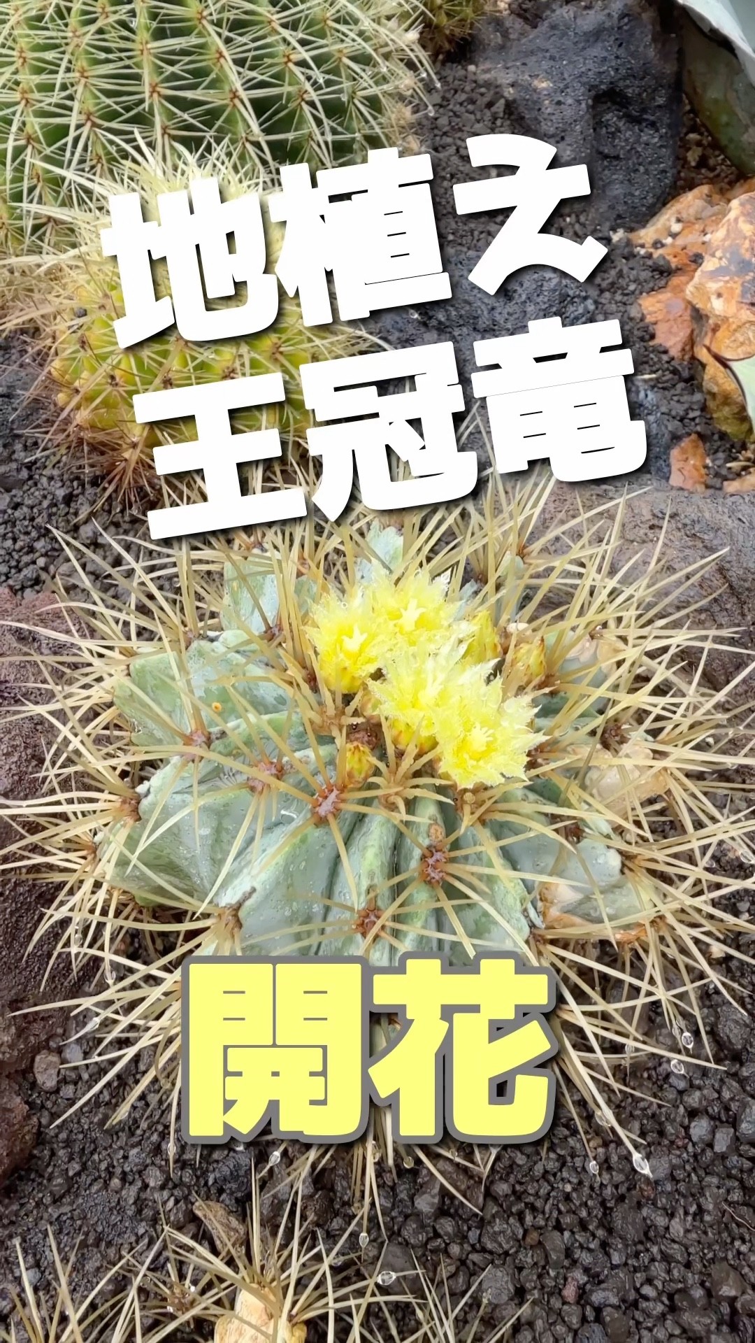 サボテンの花】ドライガーデン地植えの王冠竜が咲きました。耐寒性の