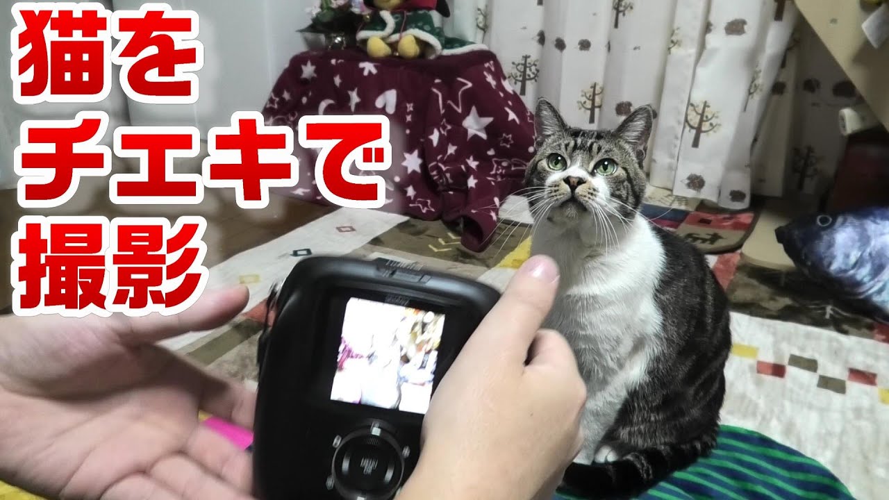 チェキを手に入れた！リキちゃんを撮影してみよう☆動きまくる猫でも