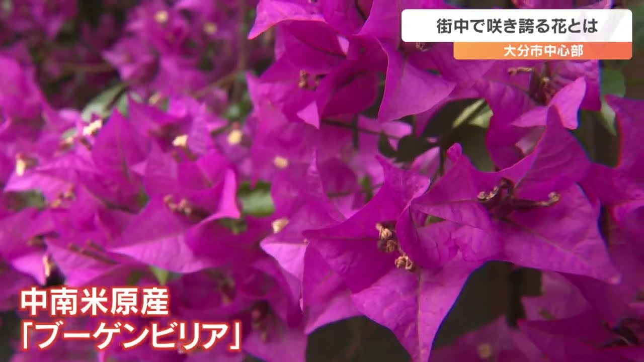 高さ12メートルのブーゲンビリアが市街地を彩る 赤や紫…色あざやかな花