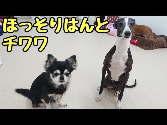 ほっそりはんイタグレとチワワ 【ひみつきちなう！②】2018年12月29日
