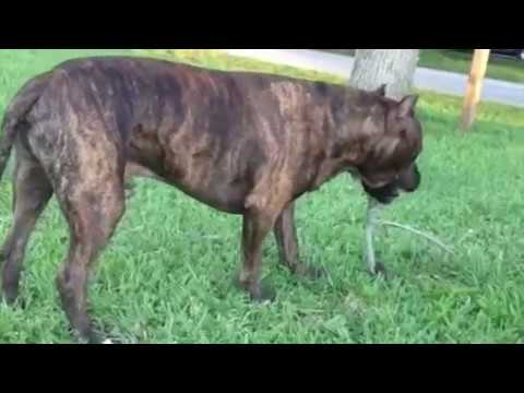 tiger stripes pitbull - YouTube