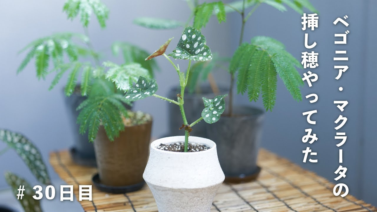 ベゴニア・マクラータの挿し穂#2（30日目） - YouTube