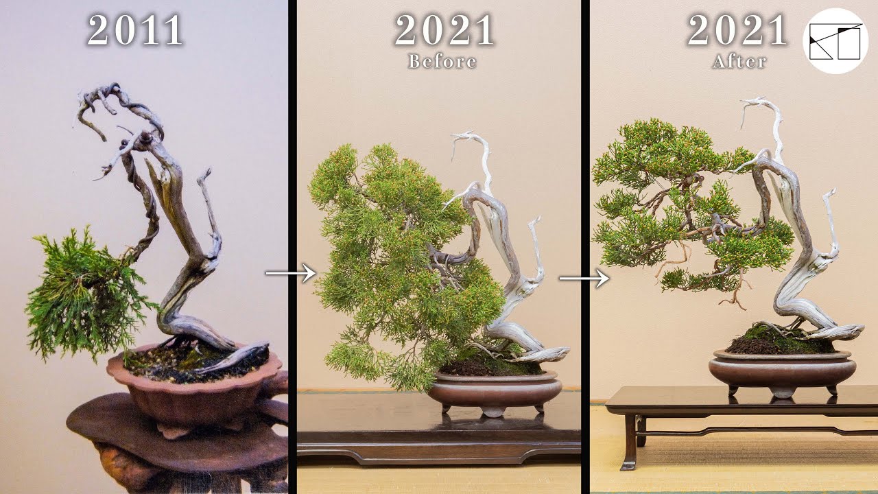 Itoigawa Shimpaku] Pruning and wiring a stylishly patterned