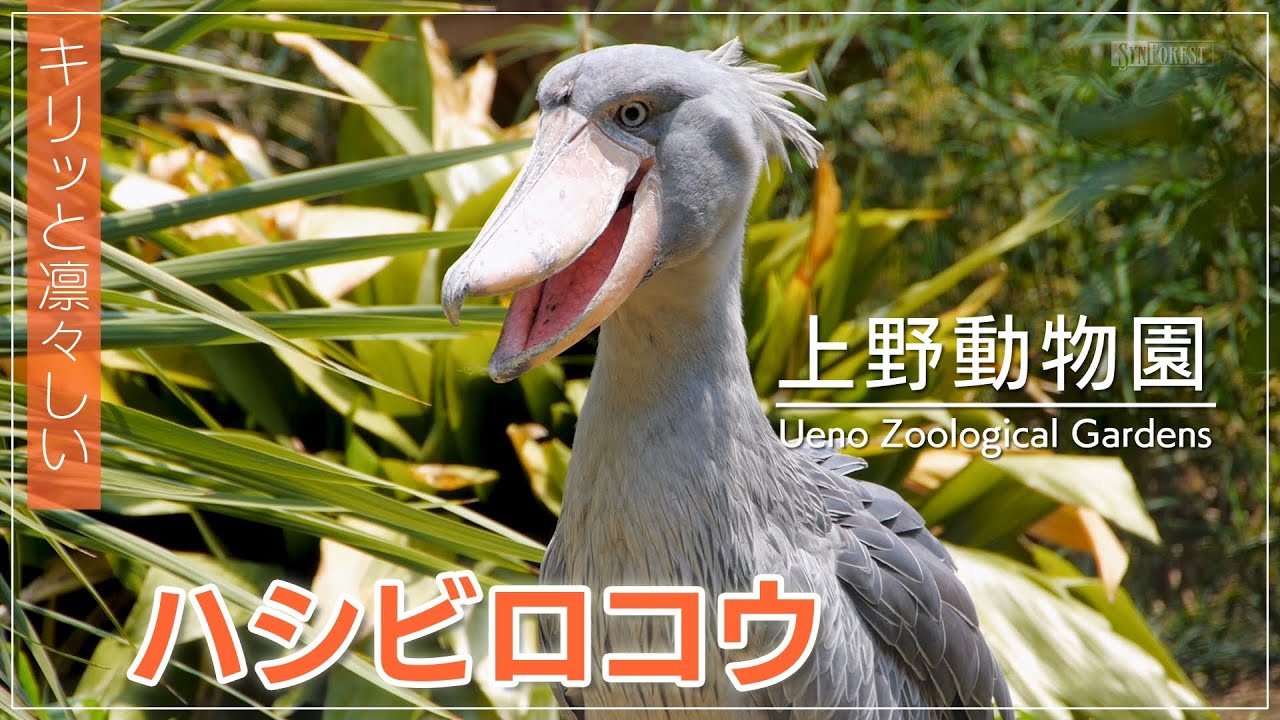 Shoebill with a dignified face -part 1- ｜ Ueno Zoological Gardens