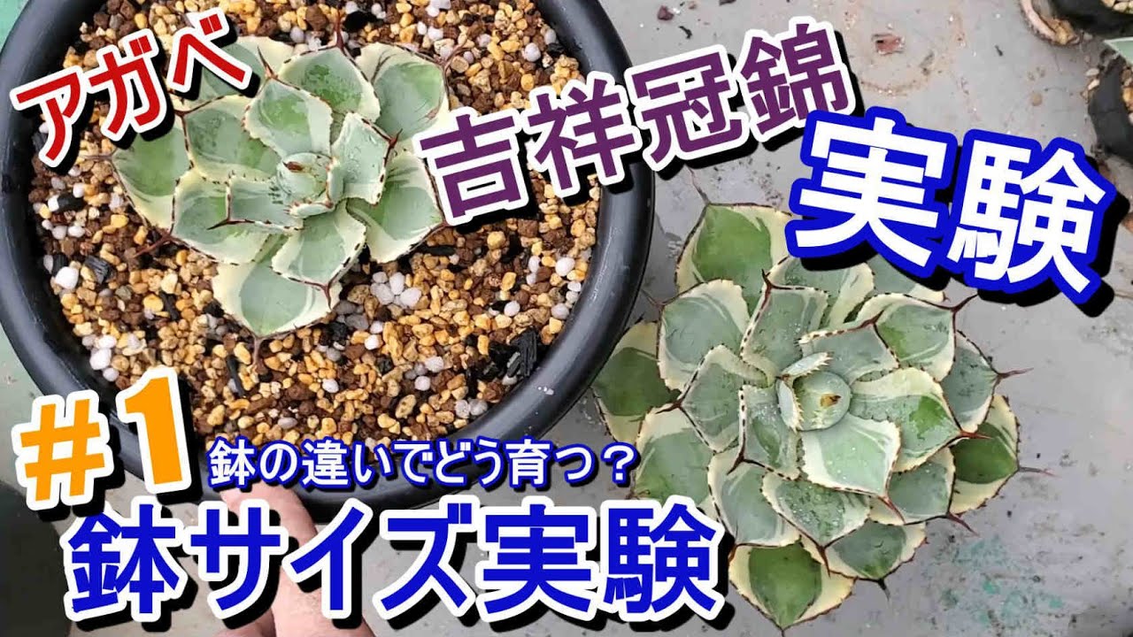 実験】アガベ 吉祥冠錦を大鉢と小鉢に植えて育ち方を比較します