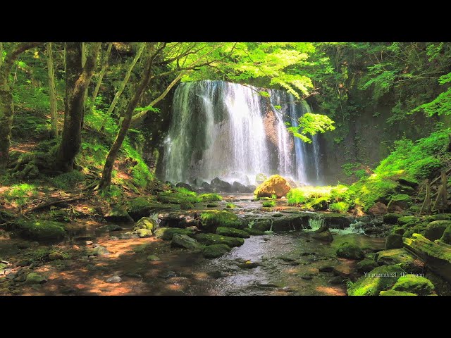4K映像 清涼爽快 滝「新緑の達沢不動滝」8K撮影 福島県猪苗代町 森林浴