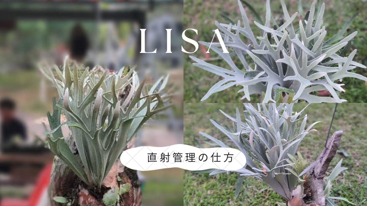 Platycerium veitchii Lisa 直射管理の仕方の話し。 - YouTube