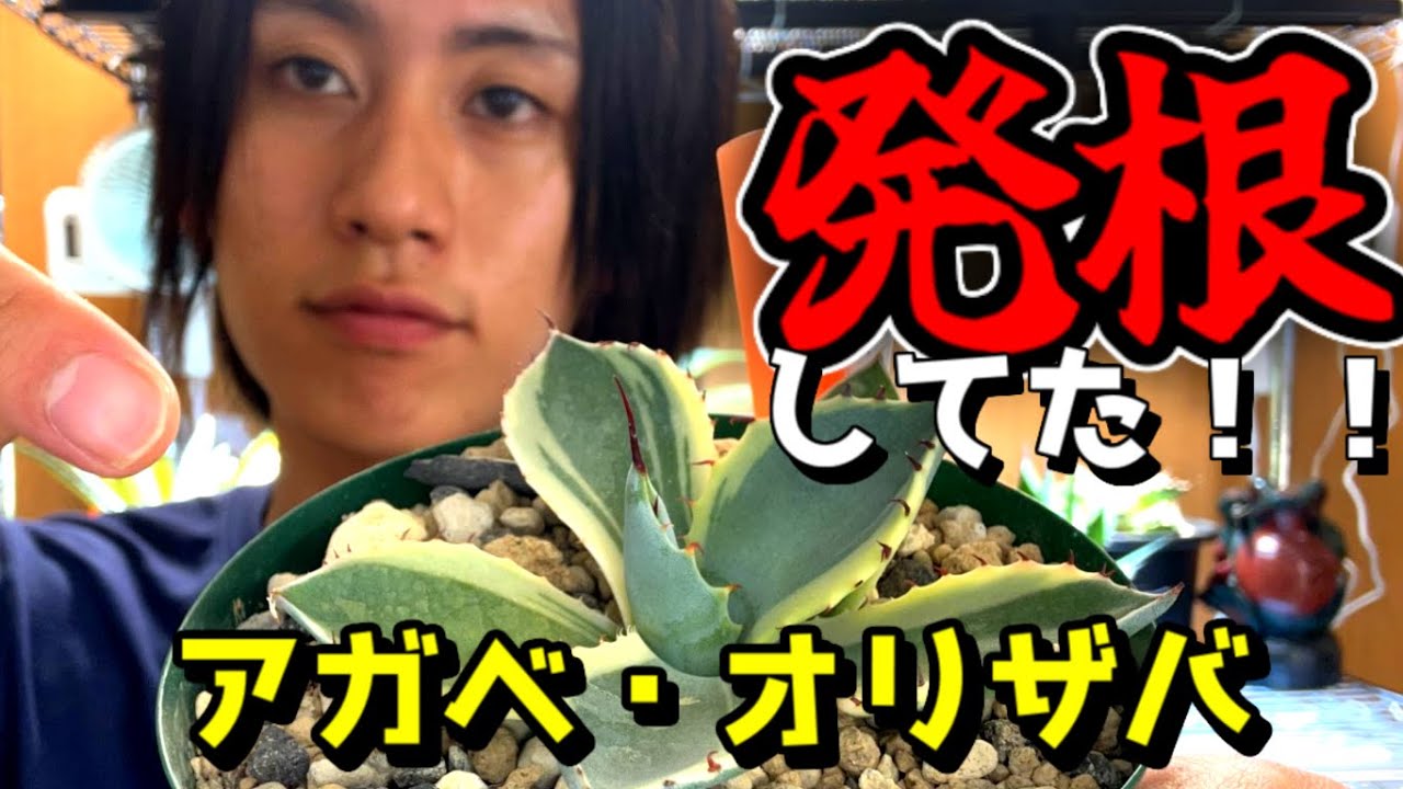 激アツや！！アガベ・オリザバが発根しました！！パリー・トランカータ