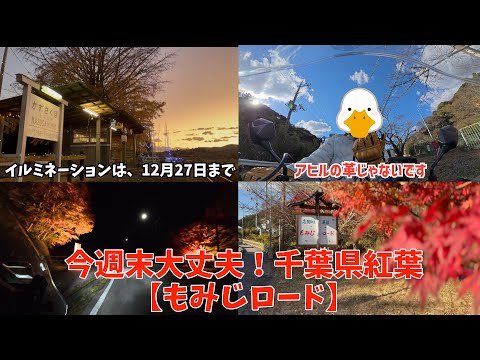 Still in time! 2024 Chiba Prefecture Autumn Foliage [Momiji Road
