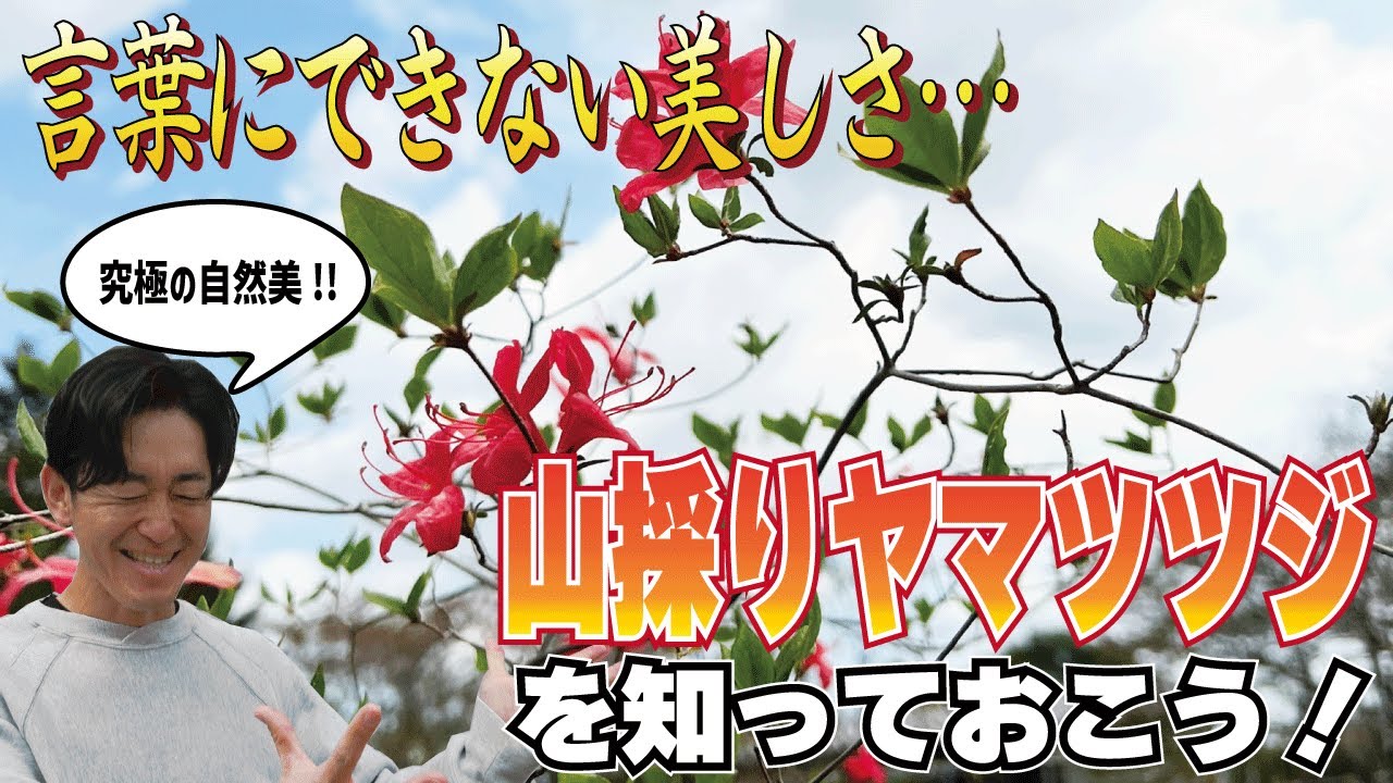 You'll love it! The ultimate natural beauty of wild-picked azaleas